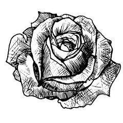 Эскиз роза