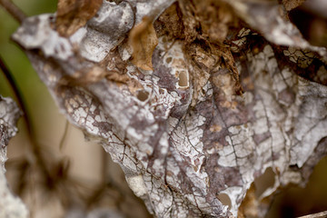 Decayed Leaf 