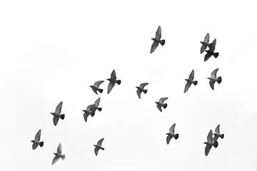 Viele Taubenvögel fliegen in den Himmel. Schwarz und weiß © iLight photo