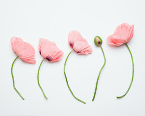 Top view of beautiful pink poppy flowers 