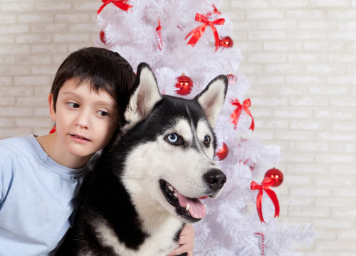 The boy embraces a dog Siberian Haskt around the white  Christma