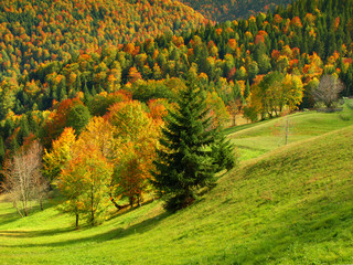 Naklejka premium Autumn forest