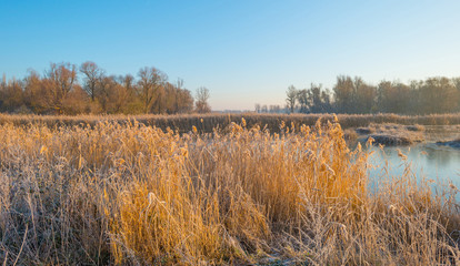 Shore of a frozen lake in sunlight in winter