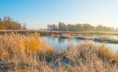 Shore of a frozen lake in sunlight in winter