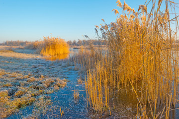 Shore of a frozen lake in sunlight in winter