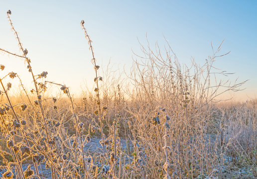 Wild flowers with hoarfrost at sunrise in winter