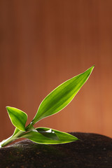 Bamboo