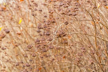 Dry plant photographed in winter.