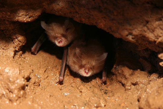  Bats look out of the nest