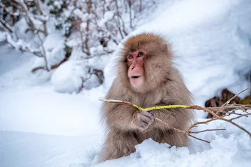 Photo sur Aluminium Singe snow monkey shooting in winter