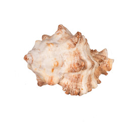Seashell isolated on white background