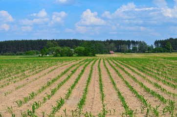 Fototapeta na wymiar Corn field, rows of young corn, rural house in the background