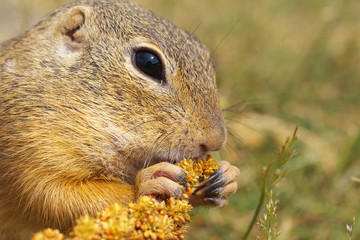 Eating Ground Squirrel