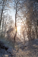 Sunshine and snowy trees in a forest in Finland in the winter.