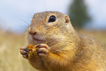 Eating Ground Squirrel