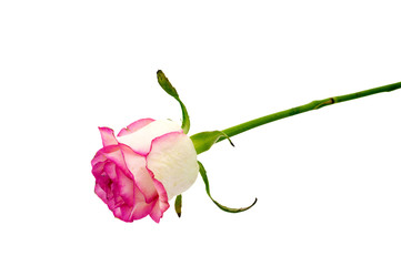 Obraz premium Delicate flower rose isolated on white background