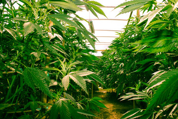 CALIFORNIA DREAMING MEDICAL MARIJUANA  