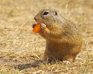 Naklejka na ściany i meble Ground Squirrel Eating Carrot