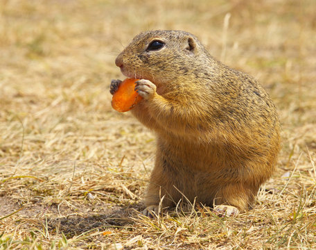 Ground Squirrel Eating Carrot