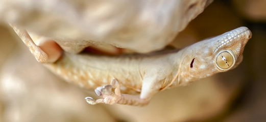 Fan-fingered Gecko (Ptyodactylus guttatus) hanging upside down from a cave roof. Judean Desert, Israel.