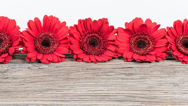 Red Gerbera Daisy Flowers Border.