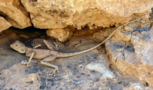 Desert (Pale) Agama - Trapelus  mutabilis, Judean Desert, Israel. Sandy grey Desert Agama camouflaged in Azgad Canyon and Ashalim river of Dead Sea Valley in Israel.