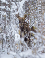 Олени в зимнем лесу
