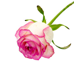 Obraz premium Delicate flower rose isolated on white background