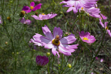 Fototapeta premium ハチとコスモス
