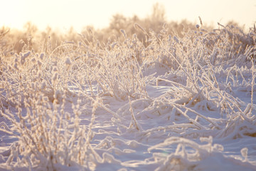 Snow-covered grass on sunny field