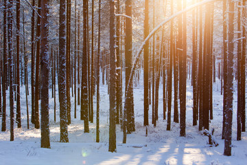 The sun shines through the pine trunks in a snowy winter forest