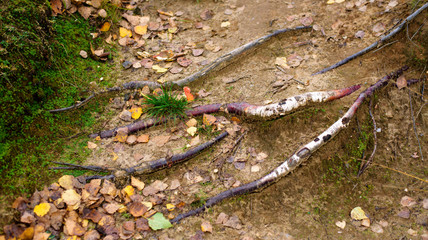 tree roots and autumn forest. Fall woods.