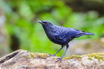 Blue Whistling Thrush(Myophonus caeruleus), blue bird standing on branch with green background.
