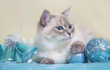 Siberian Neva masquerade cat on blue Christmas background