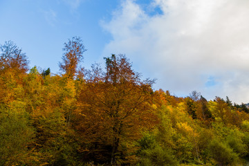 Naklejka premium Autumn trees