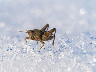 Grasshopper woken up unusually early in March because of global