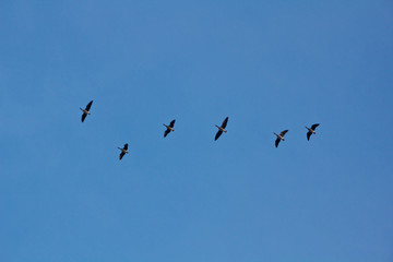 Gänse, Tiere, Vögel, im Himmel, blau