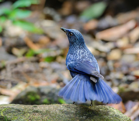 Blue Whistling Thrush(Myophonus caeruleus), blue bird standing on branch in nature.