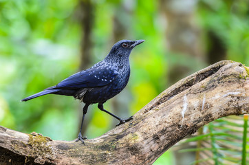 Fototapeta premium Blue Whistling Thrush(Myophonus caeruleus), blue bird standing on branch with green background.