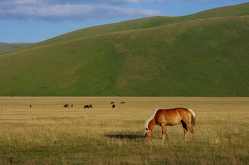 Castelluccio