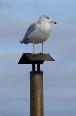 Möwe auf einem Schornstein