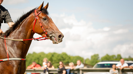 racing horse portrait close up
