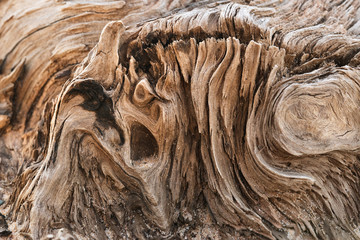 Meandering texture of dry driftwood up shot. - 129487379