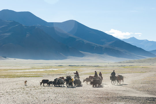 Tibetan nomads travelling with horses and yaks. Ladakh highlands, India.