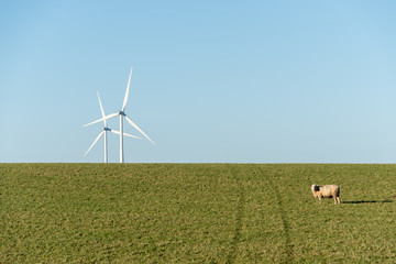 Einsames Schaf auf dem Deich mit Windrad
