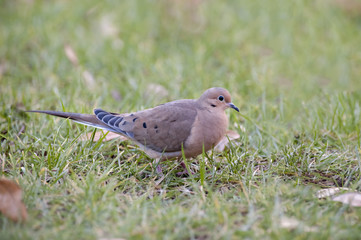 Mourning Dove