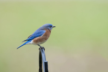 Eastern Bluebird
