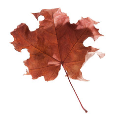 autumn maple leaf