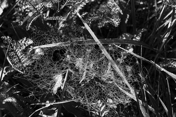 Spider web with morning dew. Slovakia