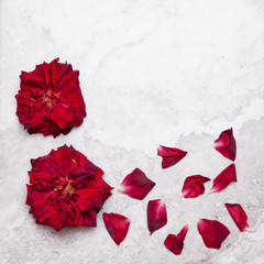 Big red rose flowers with rose petals on marble surface